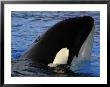 Killer Whales, California, Usa by David B. Fleetham Limited Edition Print