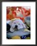 Yellow Lab Pup by Alan And Sandy Carey Limited Edition Print