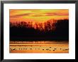 Scene At Bombay Hook National Wildlife Refuge, Delaware by George Grall Limited Edition Print