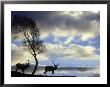 Red Deer, Cervus Elaphus Stags Silhouetted Under Tree, Cair Ngorms National Park, Scotland by Mark Hamblin Limited Edition Print