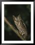 Owl Perched On A Tree Branch by Tim Laman Limited Edition Pricing Art Print