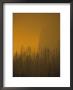 Haze Obscures Charred Pines During The 1988 Yellowstone Fires by Michael S. Quinton Limited Edition Print
