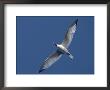 A Swallow Tailed Gull In Flight by Ralph Lee Hopkins Limited Edition Pricing Art Print