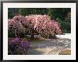 Cherry Tree Blossoms Over Rock Garden In The Japanese Gardens, Washington Park, Portland, Oregon by Janis Miglavs Limited Edition Print