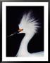 Snowy Egret In Breeding Plumage, Ding Darling National Wildlife Refuge, Sanibel Island, Florida, by Charles Sleicher Limited Edition Print