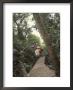 Sky Walk, Monteverde Cloud Forest, Costa Rica by Michele Westmorland Limited Edition Print