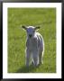 New-Born Lamb In Spring, Scotland by Mark Hamblin Limited Edition Pricing Art Print