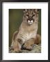 Mountain Lion Or Cougar, Usa by Mike Hill Limited Edition Print
