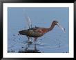 Glossy Ibis Wades For Food In A Salt Marsh by George Grall Limited Edition Print