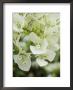 Flowers, Goa, India by R H Productions Limited Edition Print