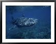 Whale Shark, With Diver, W. Australia by Gerard Soury Limited Edition Print
