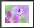 Geranium Blue Sunrise, Close-Up Of Purple Flower by Francois De Heel Limited Edition Print