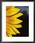 Close View Of The Petals Of A Sunflower by Jason Edwards Limited Edition Print