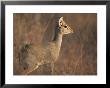 A Guenthers Dik-Dik Camouflaged In Its Grassy Habitat by Roy Toft Limited Edition Pricing Art Print