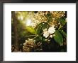 Mountain Laurel In Bloom In Early Morning Light by Raymond Gehman Limited Edition Pricing Art Print