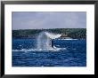 A Humpback Whale Slapping Its Tail On The Waters Surface by Jason Edwards Limited Edition Pricing Art Print