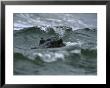 Hippopotamus Peering Out Of The Surf by Michael Nichols Limited Edition Pricing Art Print