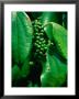 Pepper Seeds On Plant At Skandis Longhouse, Kesit River, Malaysia by Mark Daffey Limited Edition Print