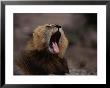 Yawning Lion, Kruger National Park, Kruger National Park, Mpumalanga, South Africa by Carol Polich Limited Edition Print