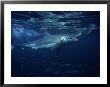 Great White Shark, Attacking Bait, South Australia by Gerard Soury Limited Edition Print