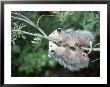 Opossum, Didelphis Species, Two Young Playing In Tree Tennessee by Alan And Sandy Carey Limited Edition Print
