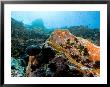 Colorful Underwater Scene, Fatu Hiva Island, French Polynesia by Tim Laman Limited Edition Print