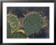 Prickly Pear Cactus, Saguaro National Park, Tucson, Arizona, Usa by John & Lisa Merrill Limited Edition Print