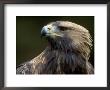 Golden Eagle, 4Th Year Male, Scotland, Uk by Niall Benvie Limited Edition Print