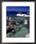 Snorkeling At The Baths, Virgin Gorda by Walter Bibikow Limited Edition Pricing Art Print