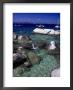 Snorkeling At The Baths, Virgin Gorda by Walter Bibikow Limited Edition Print