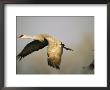 Sandhill Cranes In Flight by Joel Sartore Limited Edition Pricing Art Print