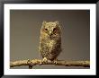 A Screech Owl by Scott Sroka Limited Edition Print