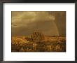 A Rainbow Appears As A Storm Approaches A Sagebrush-Covered Mesa by Paul Damien Limited Edition Print