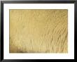 A Close View Of Polar Bear Fur by Norbert Rosing Limited Edition Print