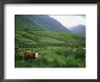 Cattle Graze In Fields Fenced With Stone Walls by Joel Sartore Limited Edition Print
