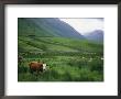 Cattle Graze In Fields Fenced With Stone Walls by Joel Sartore Limited Edition Print