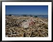 Australian Pelican Chick In Nest by Jason Edwards Limited Edition Print