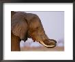 An African Elephant Curls Its Trunk Between Its Tusks by Beverly Joubert Limited Edition Print