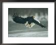 Stellers Sea-Eagle Descends Along The Shore Of Kamchatka Peninsula by Klaus Nigge Limited Edition Print