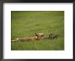 A Red Fox Lays On Its Back Looking Back At The Photographer by Roy Toft Limited Edition Print