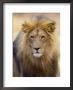 Male Lion At Africat Project, Namibia by Joe Restuccia Iii Limited Edition Print