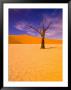 Skeleton Trees In Dead Vlei, Namibia World Heritage Site, Namibia by Michele Westmorland Limited Edition Print