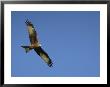 Red Kite (Milvus Milvus) In Flight With Wing Tags, Gigrin Farm, Rhayader, Wales, United Kingdom by Ann & Steve Toon Limited Edition Print