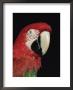 Green Winged Macaw by Lynn M. Stone Limited Edition Print