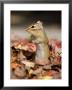 Eastern Chipmunk by Mark Hamblin Limited Edition Print