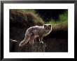 Gray Fox Standing On Stump by Fogstock Llc Limited Edition Print