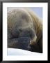 An Atlantic Walrus Rubs Its Face With Its Flipper by Paul Nicklen Limited Edition Print