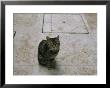Brown Tabby Cat Sitting On Tiles Looking Up At The Camera by Todd Gipstein Limited Edition Print