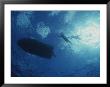 Underwater View Of Swimmers And A Boat At The Surface Of The Ocean by Randy Olson Limited Edition Print