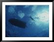 Underwater View Of Swimmers And A Boat At The Surface Of The Ocean by Randy Olson Limited Edition Pricing Art Print